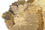 Dinosaur Bone Section in Sandstone - Wyoming #292579-3